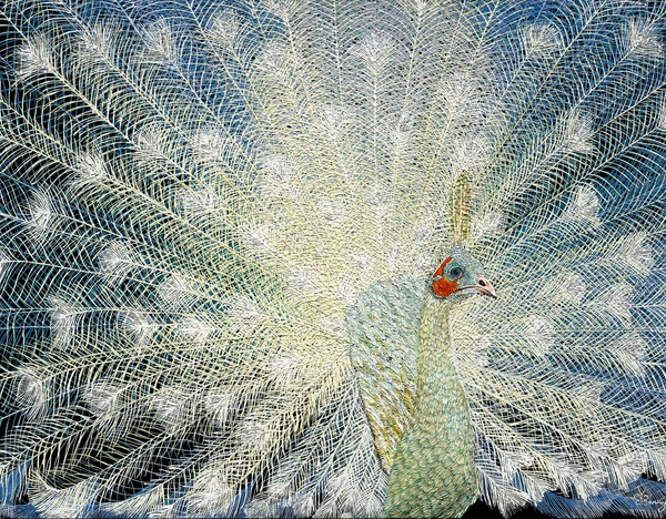 Spaulding White Peacock