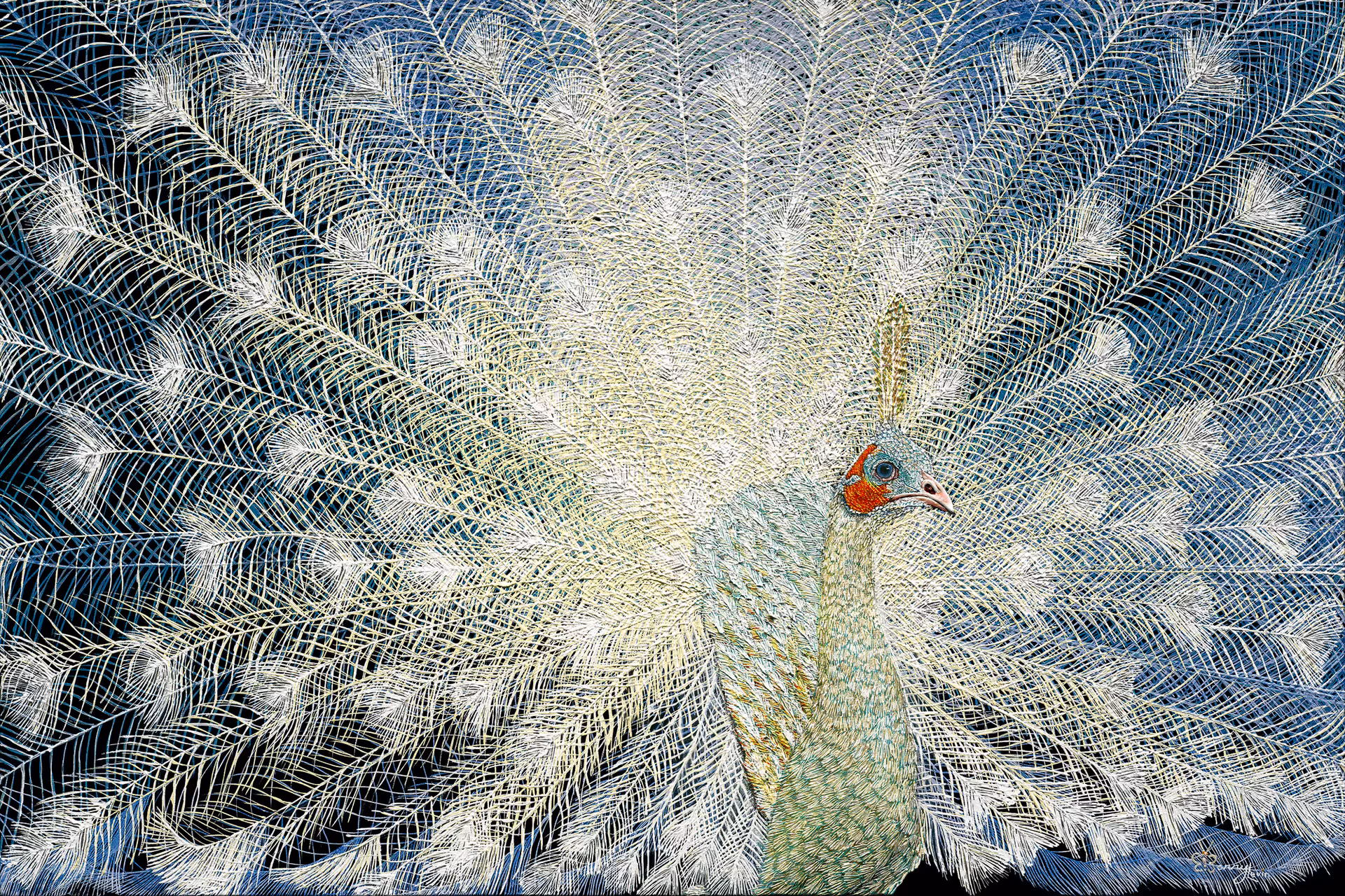 Spaulding White Peacock