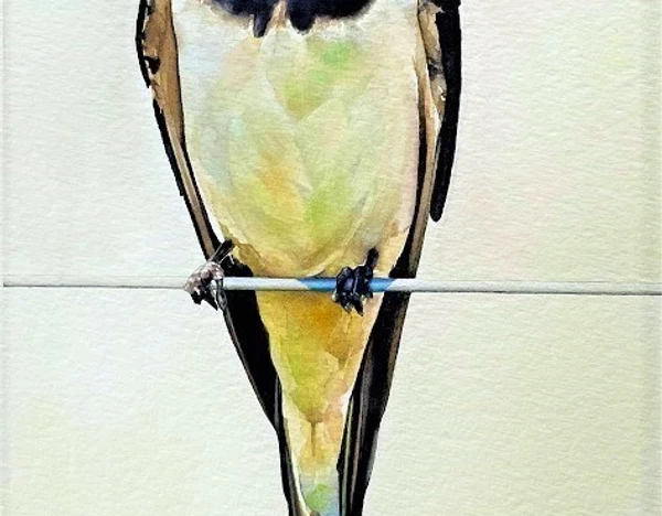 Bird on a Wire