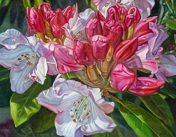 Rhododendron