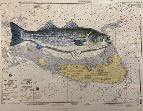 Striped Bass 