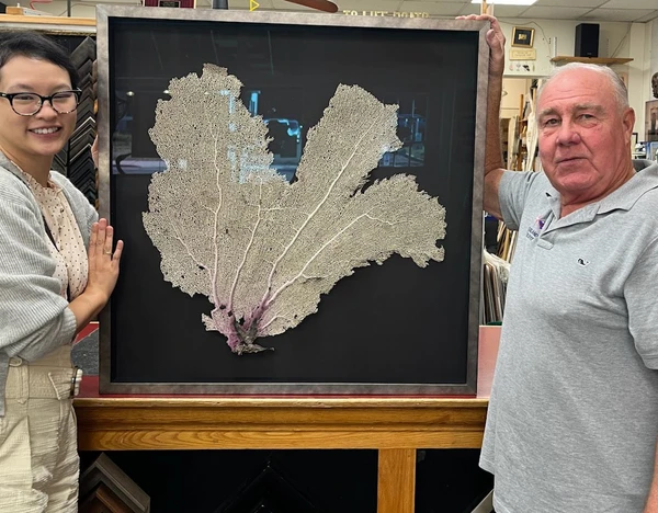 Custom framing of a Coral Fan