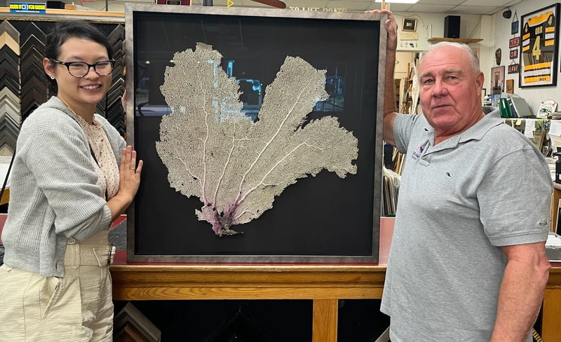 Custom framing of a Coral Fan