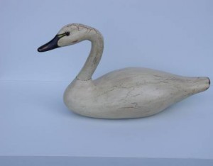 Baby Whistling Swan By Kevin Kerrigan