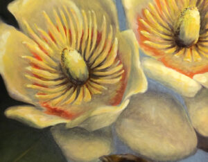 Tulip Tree Blossoms By Meredith Mulhearn