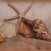 Shells By Barbara Efchak