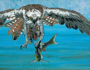 Osprey Coming At You By Barry Levin