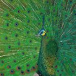 Burmese Green Peacock By Barry Levin