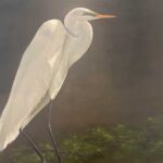 THE Egret By Mary Morant
