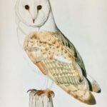 Barn Owl By Clayton Liotta