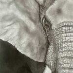Bull Elephant By Clayton Liotta