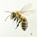 Honey Bee #2 By Clayton Liotta