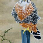 Aplomado Falcon By Barry Levin