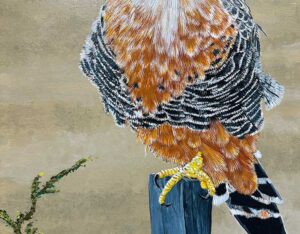 Aplomado Falcon By Barry Levin