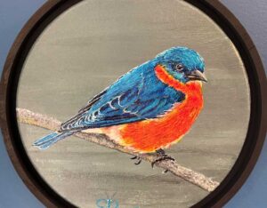 Eastern Bluebird (Study) By Barry Levin