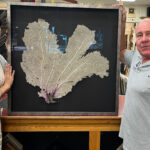 coral-fan-shadow-box-framed