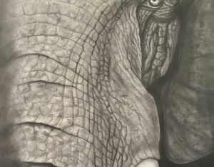 Elephant By Clayton Liotta