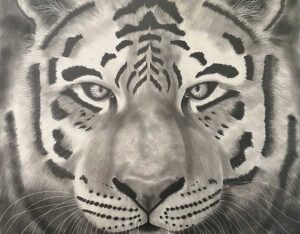 Tiger By Clayton Liotta