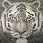 Tiger By Clayton Liotta