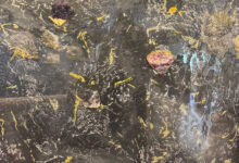 Starlight Night By Wendy Petta-Goldman