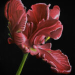 Red Flower By Clayton Liotta