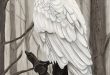 White Crow By Clayton Liotta