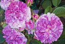 Petite Fragrant Roses By Paul Baldassini