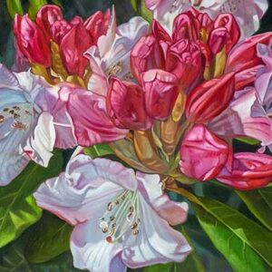 Rhododendron By Paul Baldassini