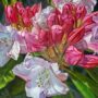 Rhododendron By Paul Baldassini